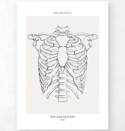 Anatomie de la cage thoracique - Line Art
