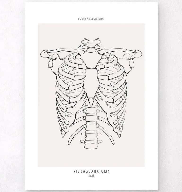 Anatomie de la cage thoracique - Line Art