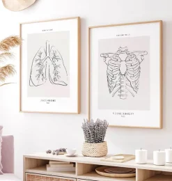 Anatomie de la cage thoracique - Line Art