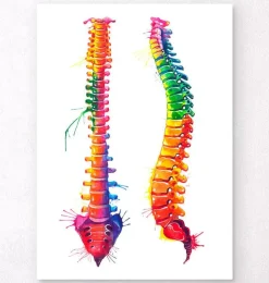 Anatomie de la colonne vertébrale - Aquarelle