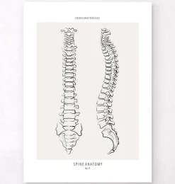 Anatomie de la colonne vertébrale - Line Art