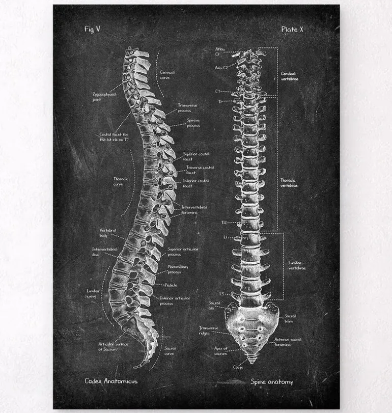 Anatomie de la colonne vertébrale - Chalkboard
