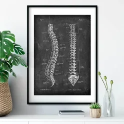Anatomie de la colonne vertébrale - Chalkboard