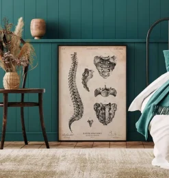 Anatomie de la colonne vertébrale