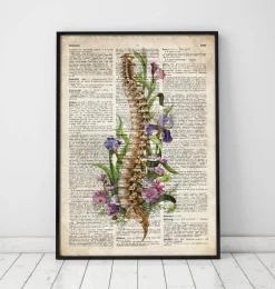 Anatomie de la colonne vertébrale - Ancien dictionnaire