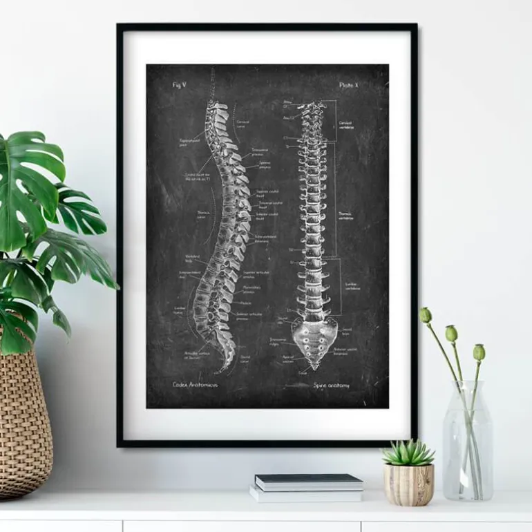 Anatomie de la colonne vertébrale - Chalkboard