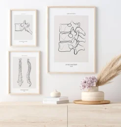 Anatomie de la colonne vertébrale II - Line Art