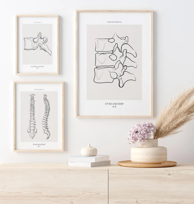 Anatomie de la colonne vertébrale II - Line Art