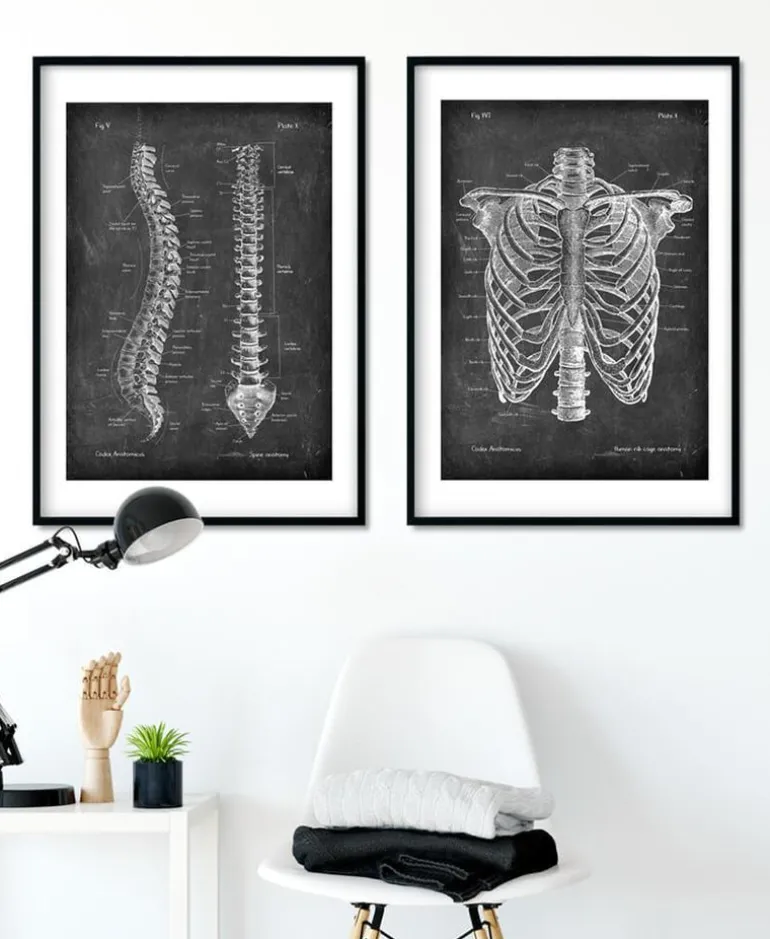 Anatomie de la colonne vertébrale - Chalkboard
