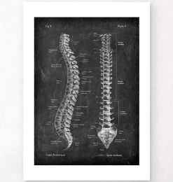 Anatomie de la colonne vertébrale - Chalkboard