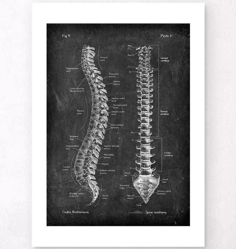 Anatomie de la colonne vertébrale - Chalkboard