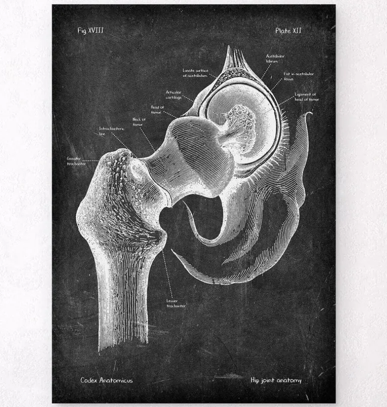 Anatomie de la hanche - Chalkboard