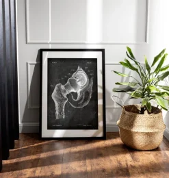 Anatomie de la hanche - Chalkboard