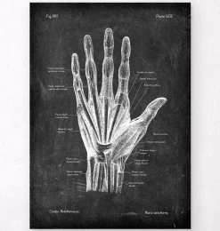 Anatomie de la main - Chalkboard