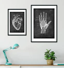 Anatomie de la main - Chalkboard