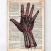 Anatomie de la main - Dictionnaire