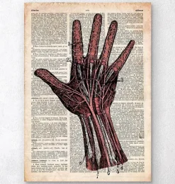 Anatomie de la main - Dictionnaire