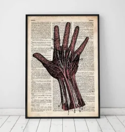 Anatomie de la main - Dictionnaire