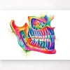 Anatomie de la mâchoire - Aquarelle