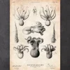 Anatomie de la pieuvre