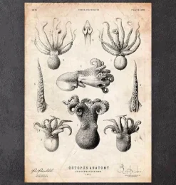 Anatomie de la pieuvre