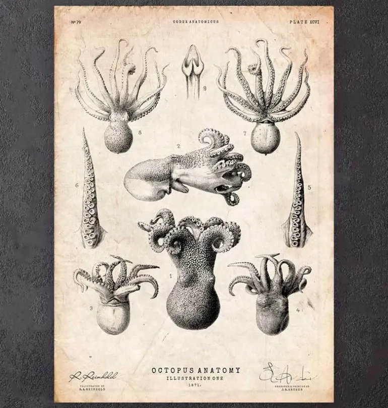 Anatomie de la pieuvre
