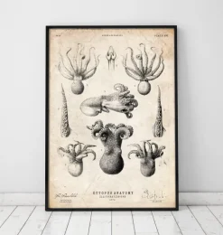 Anatomie de la pieuvre