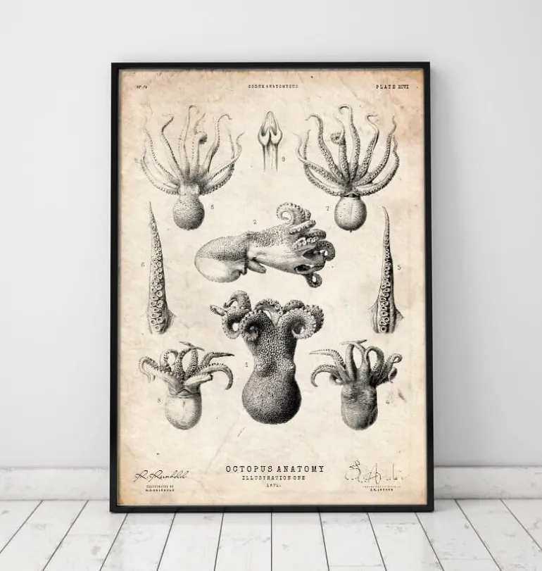 Anatomie de la pieuvre