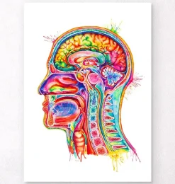 Anatomie de la section de tête - Aquarelle