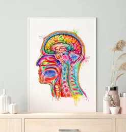 Anatomie de la section de tête - Aquarelle