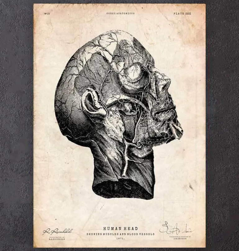 Anatomie de la tête