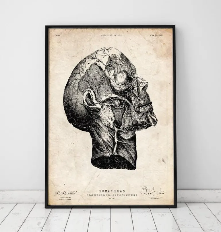 Anatomie de la tête