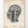 Anatomie de la tête I