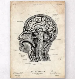 Anatomie de la tête I