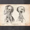 Anatomie de la tête IV