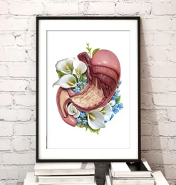 Anatomie de l'estomac - Floral - Blanc