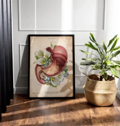 Anatomie de l'estomac - Floral - Vieux Papier