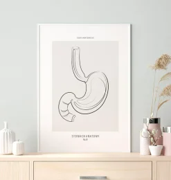 Anatomie de l'estomac - Line Art