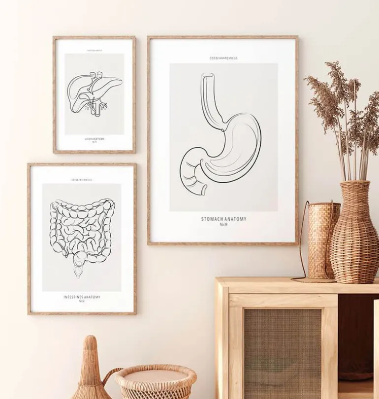 Anatomie de l'estomac - Line Art