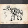 Anatomie de l'éléphant