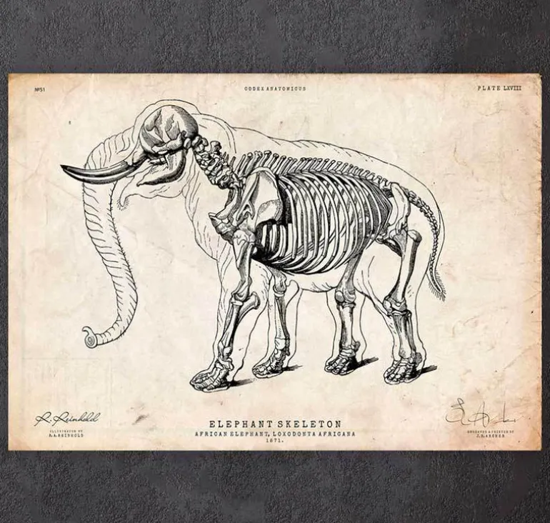 Anatomie de l'éléphant