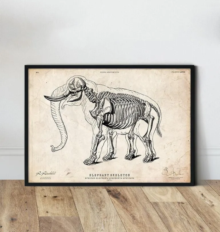 Anatomie de l'éléphant