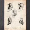 Anatomie de l'oreille