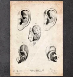 Anatomie de l'oreille
