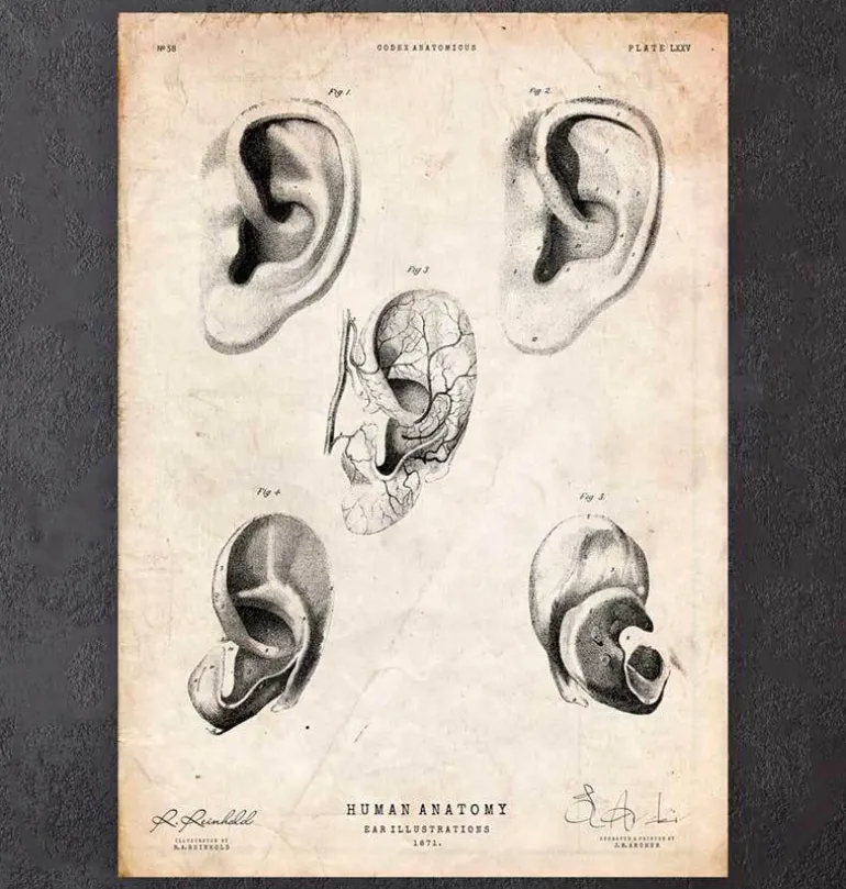Anatomie de l'oreille