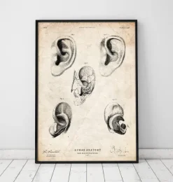 Anatomie de l'oreille