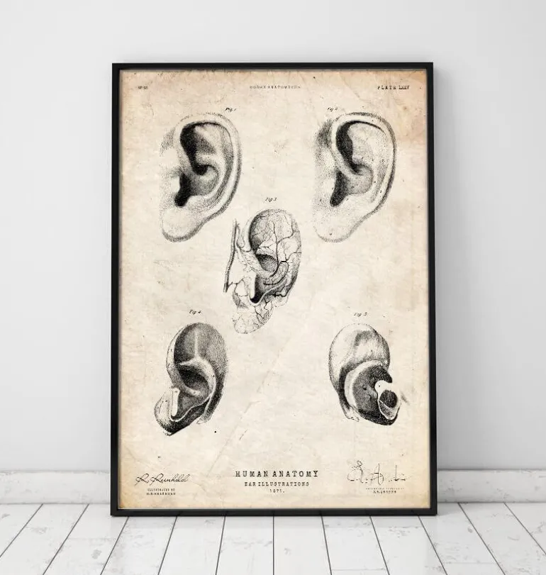 Anatomie de l'oreille