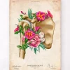Anatomie de l'épaule - Floral - Vintage