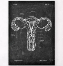 Anatomie de l'utérus - Chalkboard