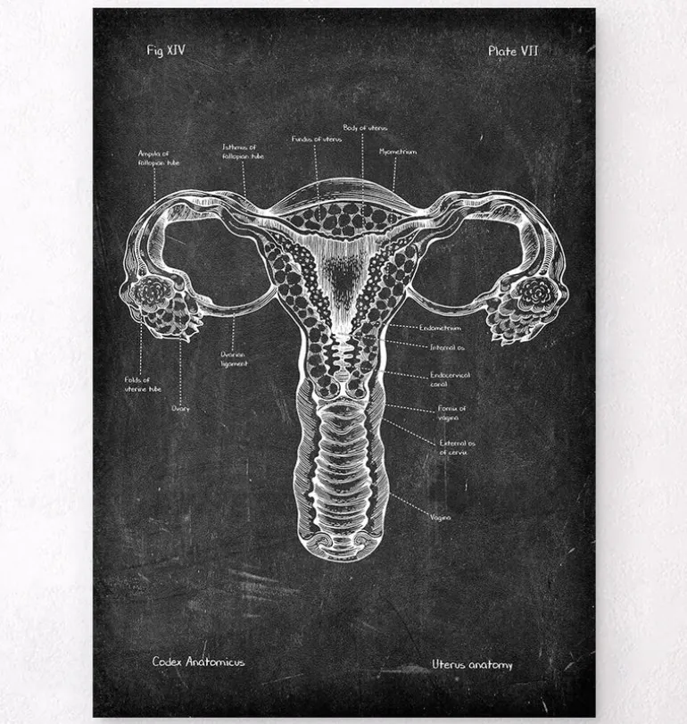 Anatomie de l'utérus - Chalkboard